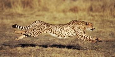 Arabalar hangi hayvana benziyor?